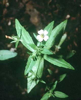 <i>Gratiola neglecta</i> Species of flowering plant