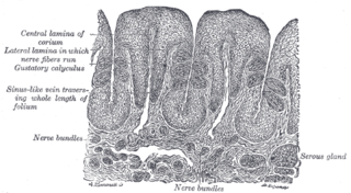 <span class="mw-page-title-main">Serous gland</span>