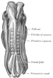 Human embryo showing somites labelled as primitive segments. Gray20.png