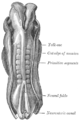 Inson embrionining orqa qismi, uzunligi 2,11 mm.