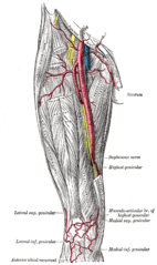 The femoral artery.