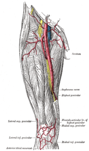 Schéma anatomique de la vascularisation d'une cuisse humaine.