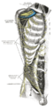 เส้นประสาทระหว่างซี่โครง (Intercostal nerves) , เมื่อเอากล้ามเนื้อในชั้นผิวออก