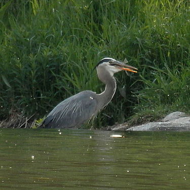 Great Blue Heron (Ardea herodias) Eating a Fish