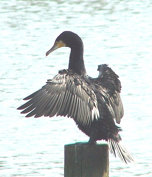 File:Great Cormorant.jpg