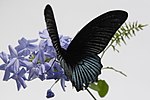 Miniatuur voor Papilio memnon