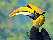 Close-up of great hornbill male in Mangaon showing red iris and black on underside of casque Great hornbill (Buceros bicornis) Photograph by Shantanu Kuveskar.jpg