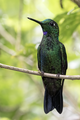 * Nomination A Green-Crowned Brilliant perched in San Miguel, Alajuela. --Needsmoreritalin 16:51, 11 August 2024 (UTC) * Critique requise