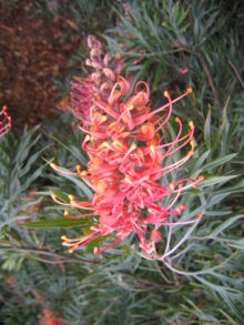 Grevillea banksii super flower.jpg