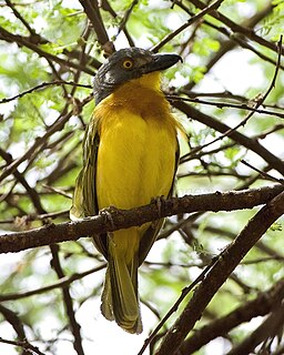 Grey-headed bushshrike Species of bird