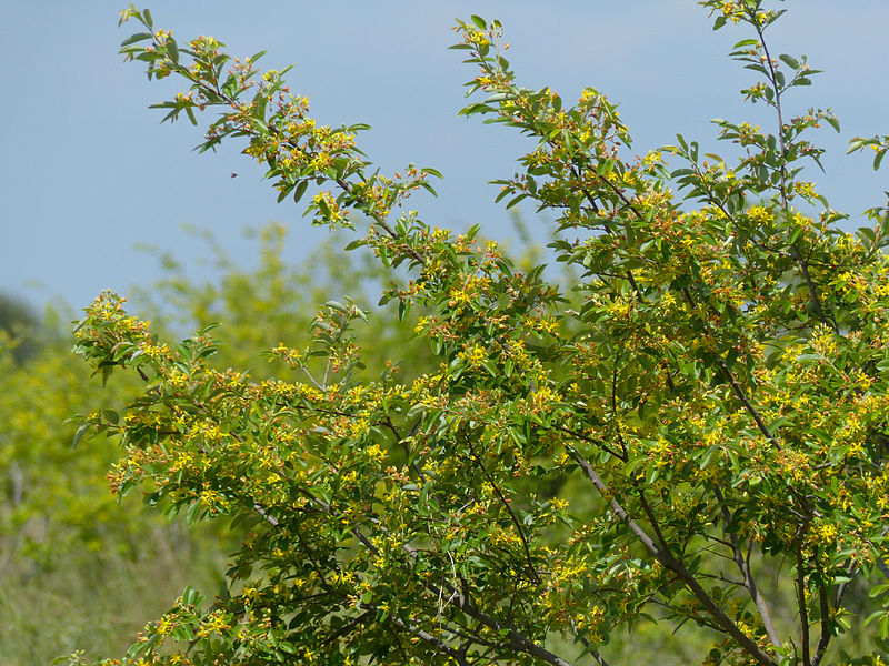 File:Grey Raisin (Grewia monticola) (11530332546).jpg