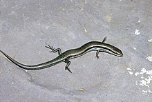 Grays-skink-menetia-greyii-358559-large.jpg