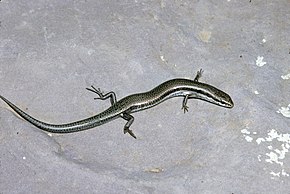 Bildebeskrivelse Grays-skink-menetia-greyii-358559-large.jpg.