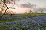 Texas: Historia, Klimat, Geografi