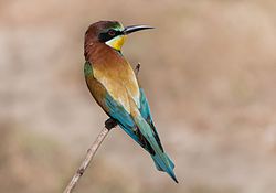 Merops apiaster (European Bee-eater)