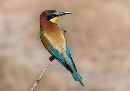 Merops apiaster (European Bee-eater) at Ichkeul National Park