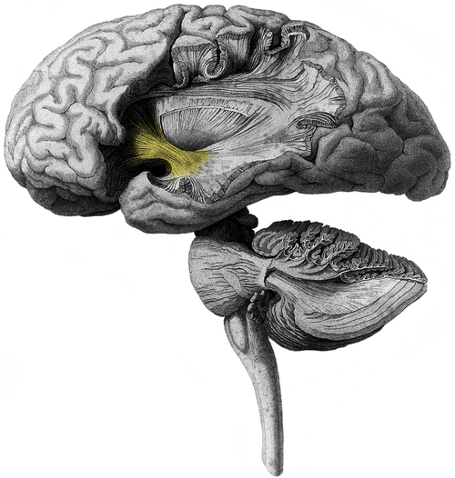 Brain h. Крючковидный пучок мозга. Оперкулум мозг. Архипаллиум. Цингулум мозг.