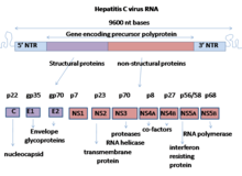 HCV genome HCV genome.png