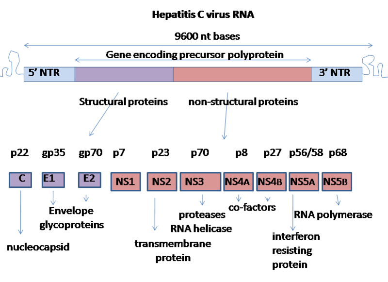 Hcv rna. Структурные и неструктурные белки вируса гепатита с. Структура генома вируса гепатита. Геном вируса гепатита с. Геном гепатита а.