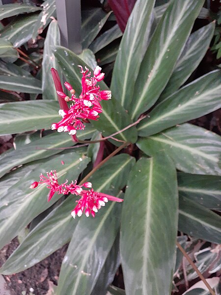 File:HK 中環 Central 金鐘 Admiralty 堅尼地道 Kennedy Road 香港公園 Hong Kong Park flora green leaves April 2020 SS2 26.jpg