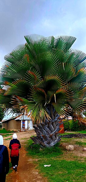 File:Habari from tanzania.jpg