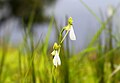 Habenaria longicorniculata India