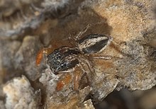 Habronattus icenoglei P1090012a.jpg