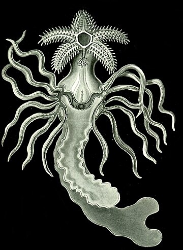 File:Haeckel Amphoridea-11.jpg