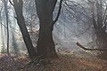 Hainault Forest on a misty November morning in 2013