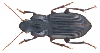 Harpalus tenebrosus