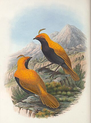 <span class="mw-page-title-main">Crested satinbird</span> Species of bird