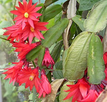 Heliocereus