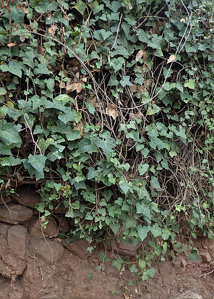 File:Hedera maroccana kz04.jpg