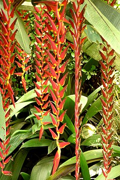 Heliconia Wikiwand