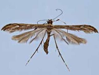 <i>Hellinsia beneficus</i> Species of plume moth