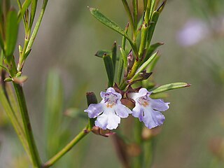 <i>Hemigenia cuneifolia</i> Species of flowering plant