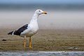 * Nomination lesser black-backed gull --Stephan Sprinz 14:52, 12 June 2023 (UTC) * Promotion  Support Good quality. --MVmath20 17:06, 12 June 2023 (UTC)