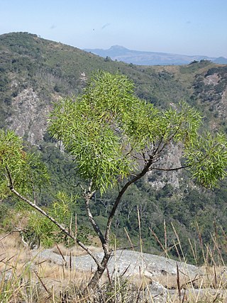 <i>Heteromorpha</i> (plant) Genus of flowering plants