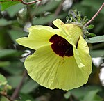 Hibiscus hispidissimus at Kadavoor.jpg