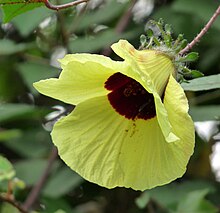 Hibiscus hispidissimus Hibiscus hispidissimus at Kadavoor.jpg