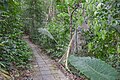Hiking path in Mu Ko Lanta NP (8).jpg