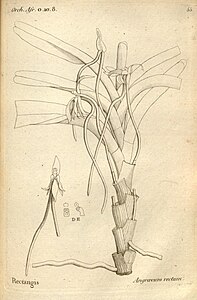 plate 55 Angraecum rectum Jumellea recta