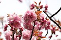 P264 緋桜 Hizakura 花の写真