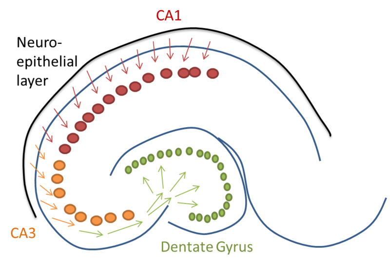 File:Hmstradecki hippocampus migration.png