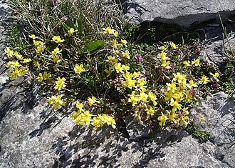 H. oelandicum plant on The Burren, Ireland Hoary Rockrose plant.jpg