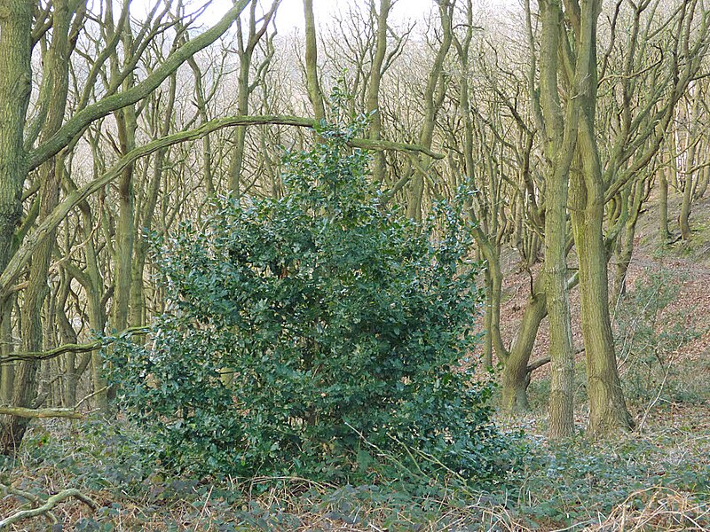 File:Holly tree in Post Hill woods - geograph.org.uk - 5645158.jpg