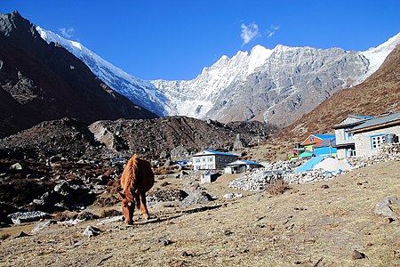 Horse in Kenzin valley Rasuwa © Santosh Yonjan