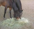 Kuda memakan jerami hijau