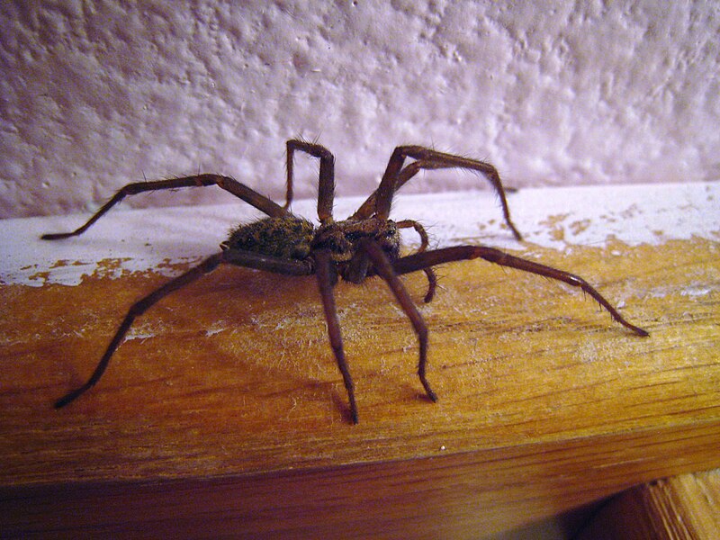 File:House spider side view 01.JPG