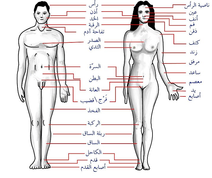 File Human Body Features Ar Jpg Wikimedia Commons